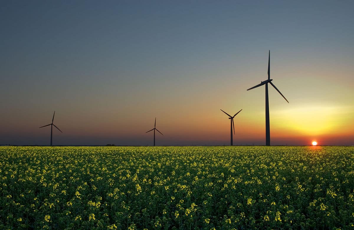 Wind turbines above a field of rapeseed at sunset